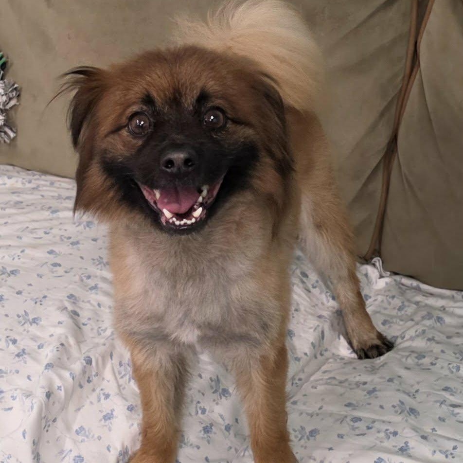 Cecil, Silly Dude, a ADOPTABLE mixed breed in Meriden, CT image 2/6