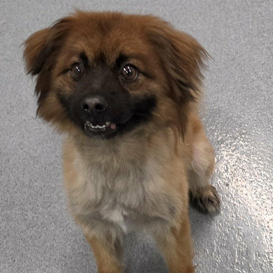 Cecil, Silly Dude, a ADOPTABLE mixed breed in Meriden, CT image 3/6