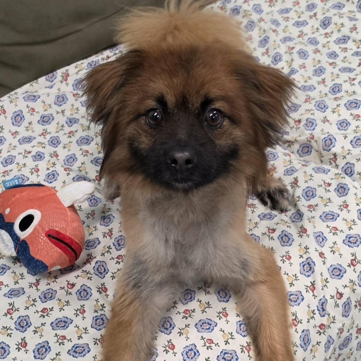 Cecil, Silly Dude, a ADOPTABLE mixed breed in Meriden, CT image 6/6
