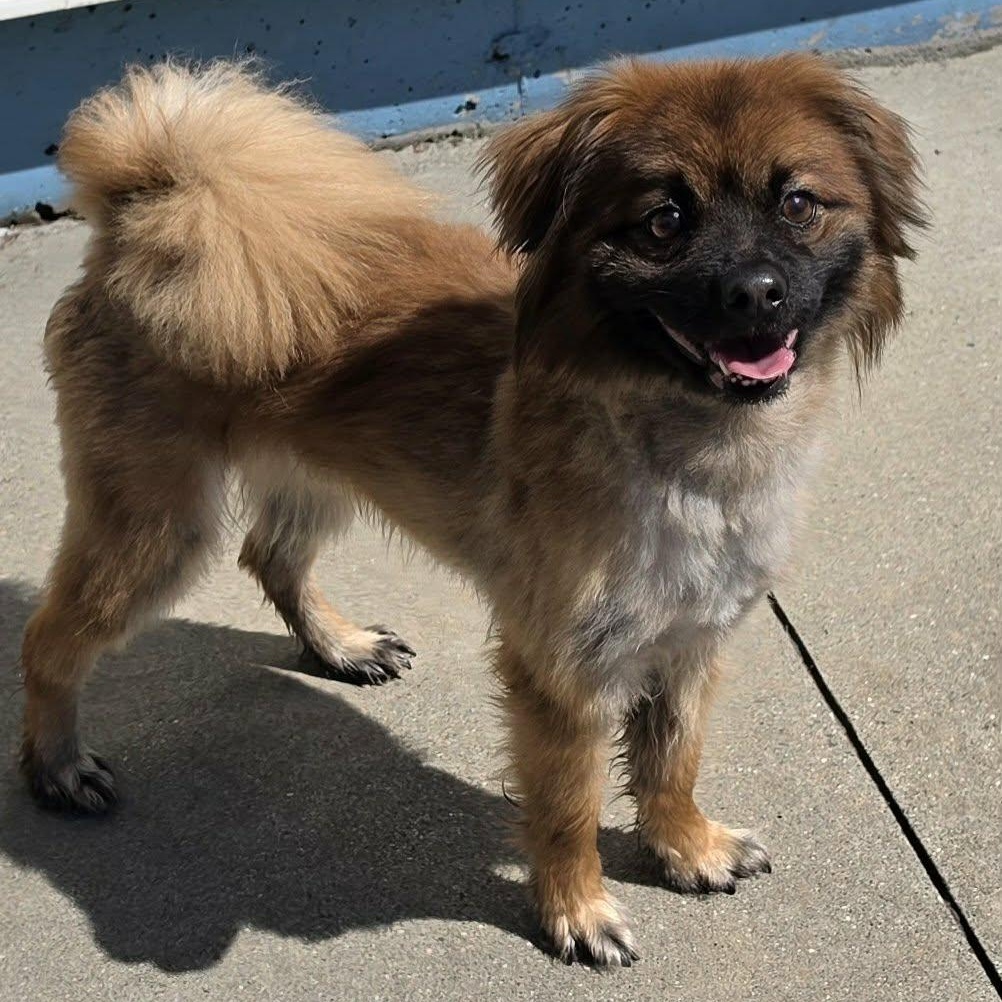 Cecil, Silly Dude, a ADOPTABLE mixed breed in Meriden, CT image 4/6