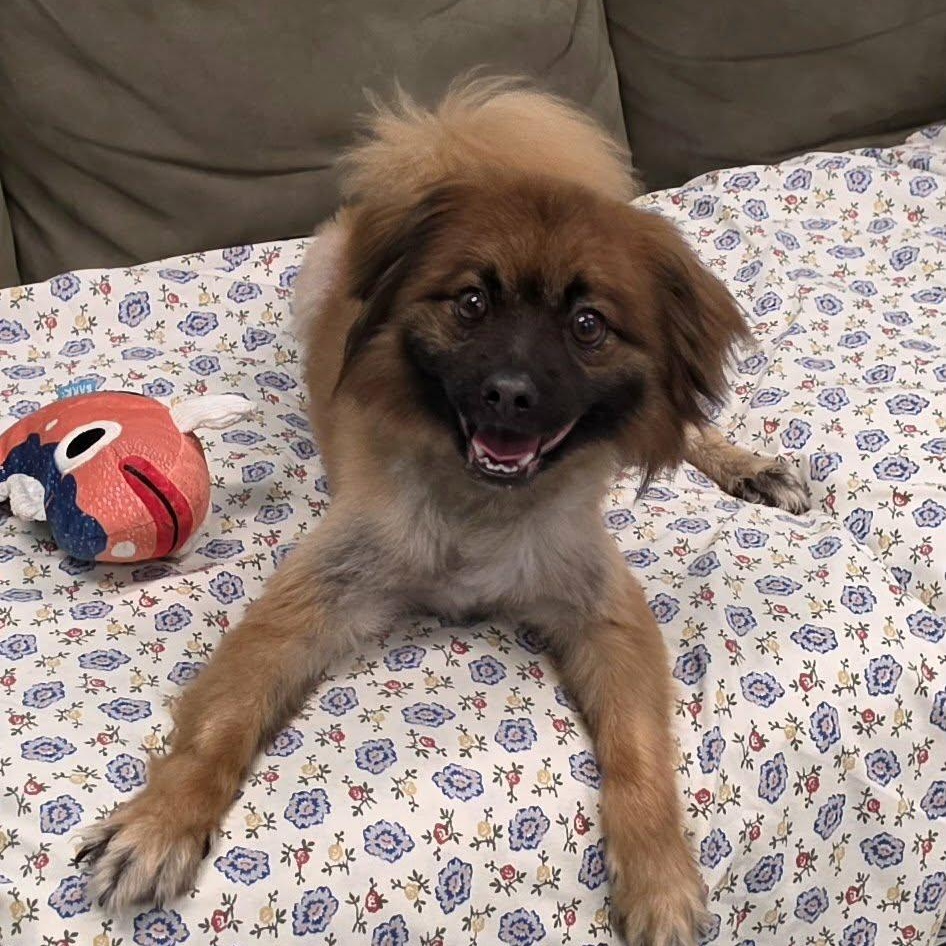Cecil, Silly Dude, a ADOPTABLE mixed breed in Meriden, CT image 5/6