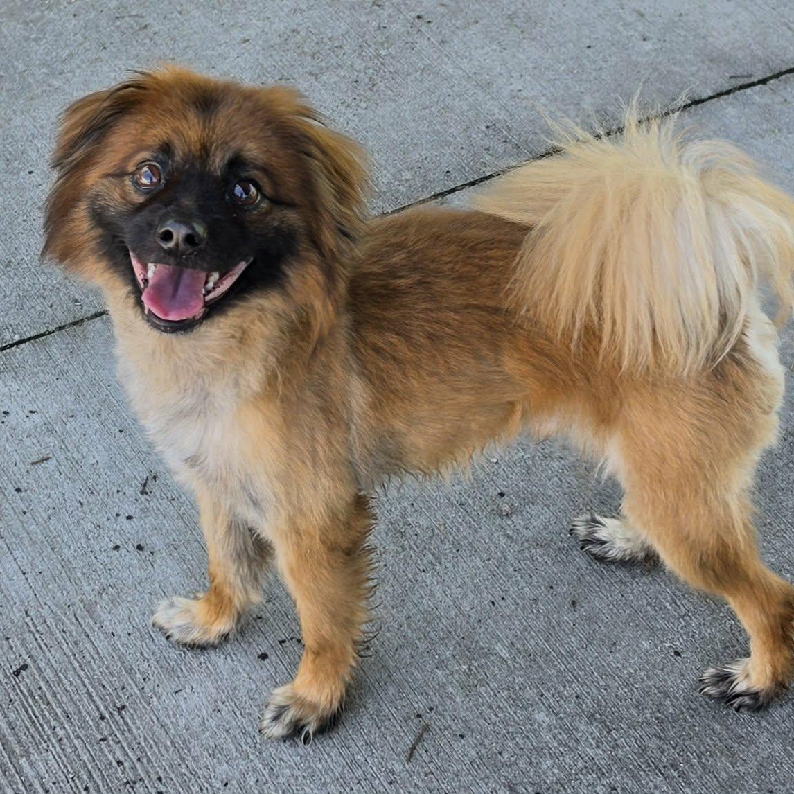 Cecil, Silly Dude, ADOPTABLE, Young Male Pomeranian & Spaniel.