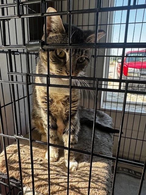 Enlarge Frisk, a Adoptable Calico in Louisville, IL image 1/1