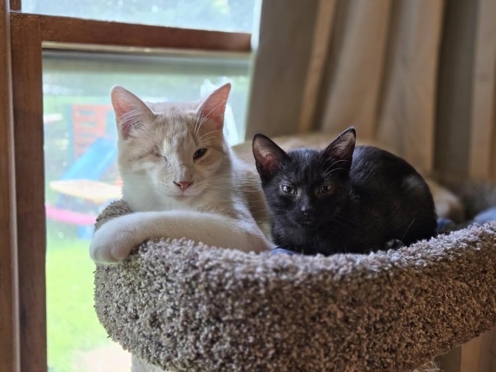 Kookaburra, Adoptable, Kitten Male Domestic Short Hair.