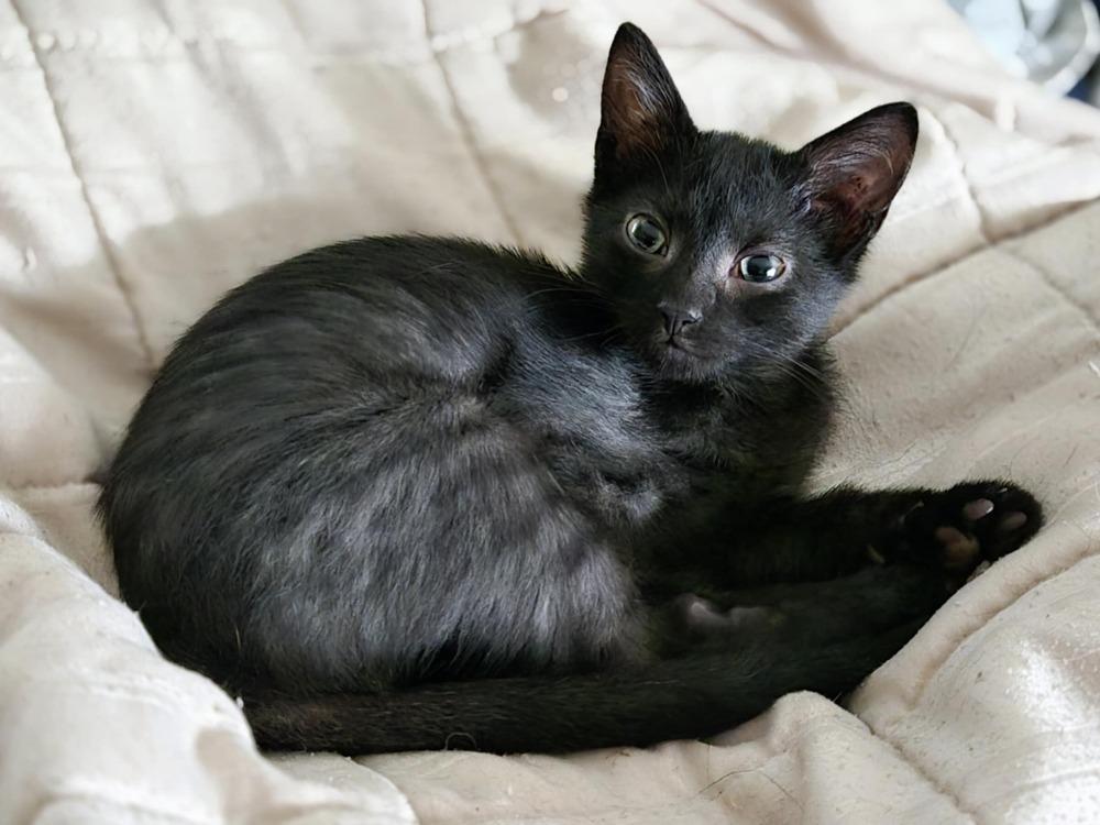 Kookaburra, a Adoptable mixed breed in Plymouth, MN image 3/6