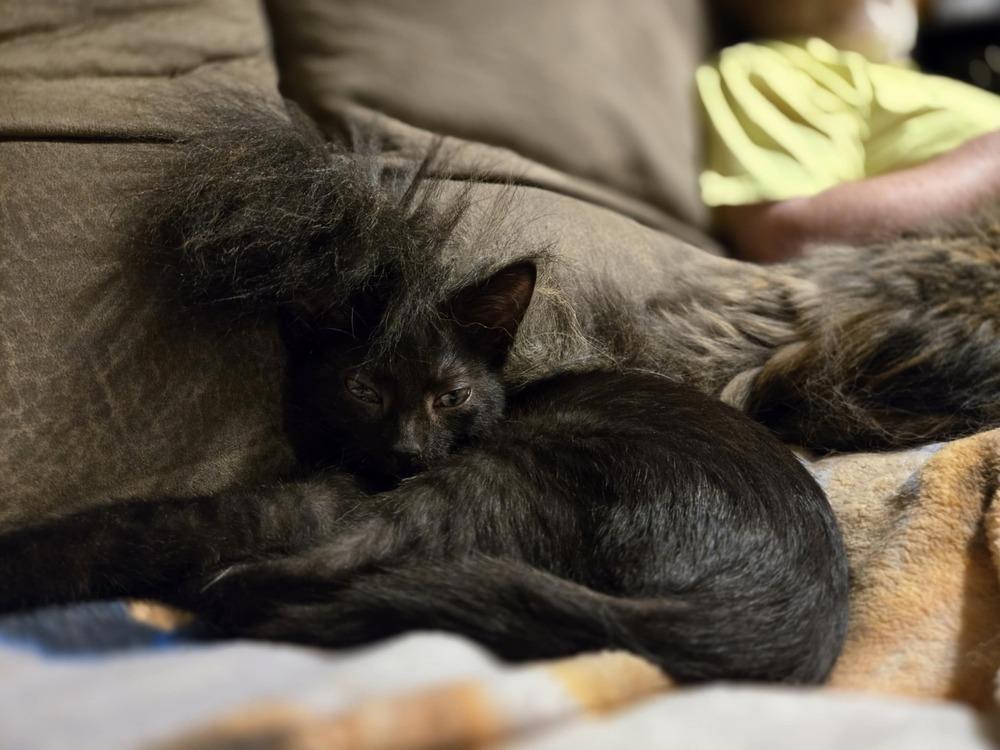 Kookaburra, a Adoptable mixed breed in Plymouth, MN image 4/6