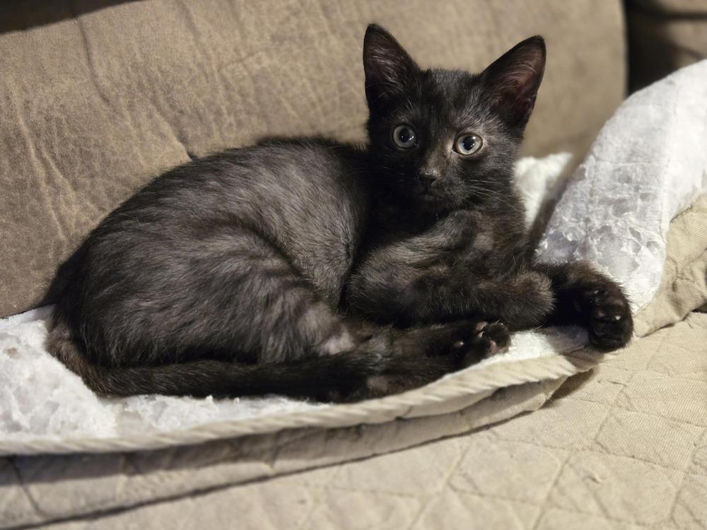 Kookaburra, a Adoptable mixed breed in Plymouth, MN image 5/6