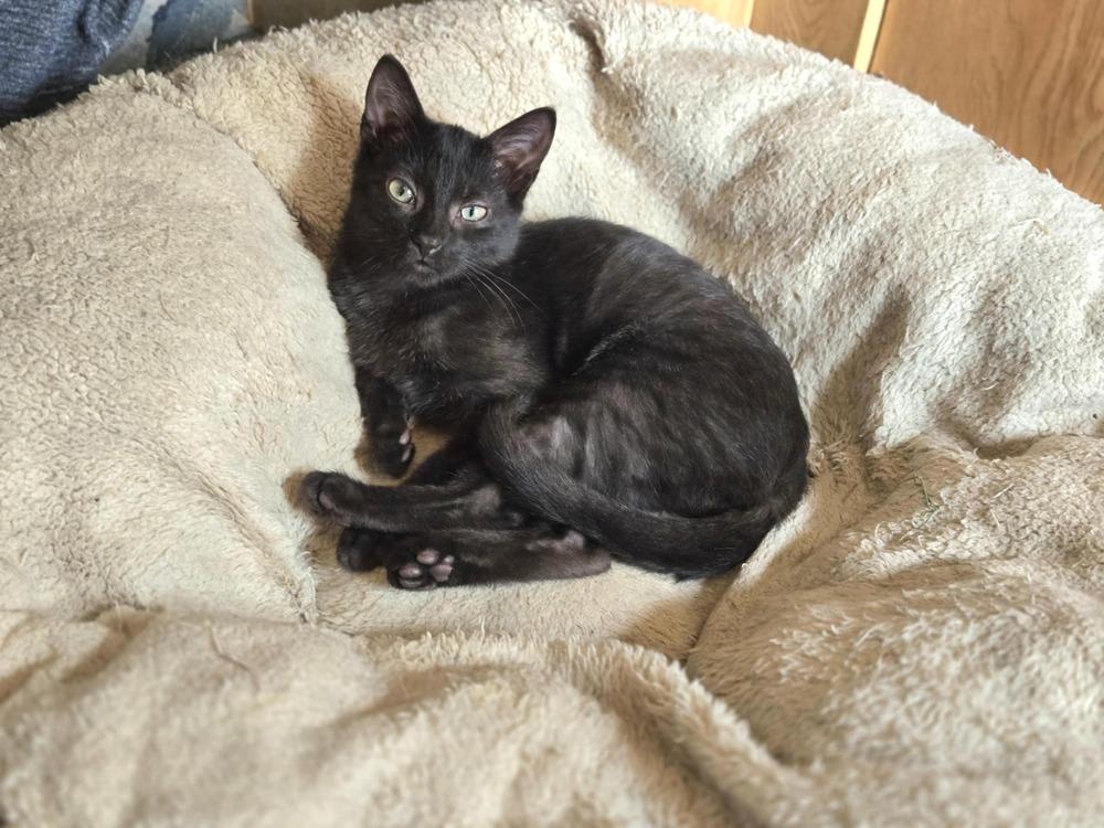 Kookaburra, a Adoptable mixed breed in Plymouth, MN image 6/6