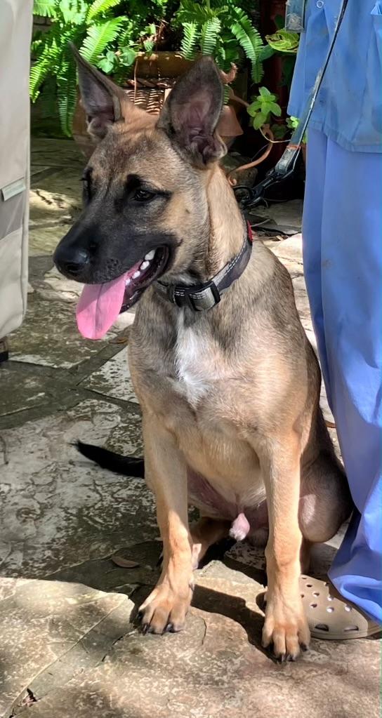 Enlarge Bruno, a Adoptable mixed breed in West Islip, NY image 3/5