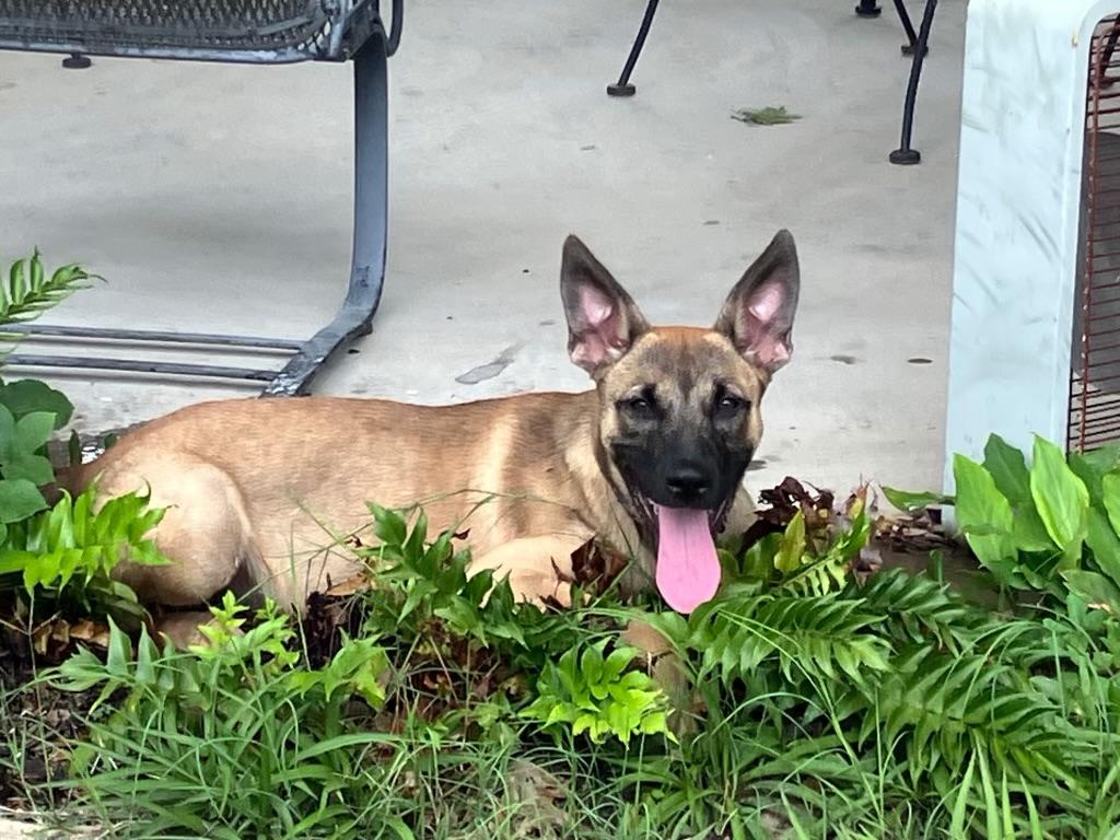 Enlarge Bruno, a Adoptable mixed breed in West Islip, NY image 2/5