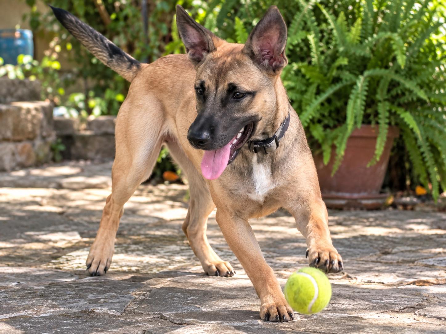 Enlarge Bruno, a Adoptable mixed breed in West Islip, NY image 4/5