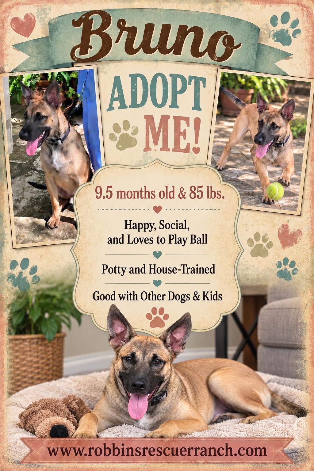 Enlarge Bruno, a Adoptable mixed breed in West Islip, NY image 1/5