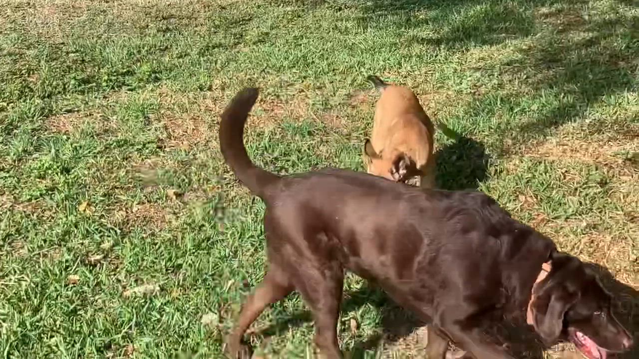 Enlarge Bruno, a Adoptable mixed breed in West Islip, NY video 5/5