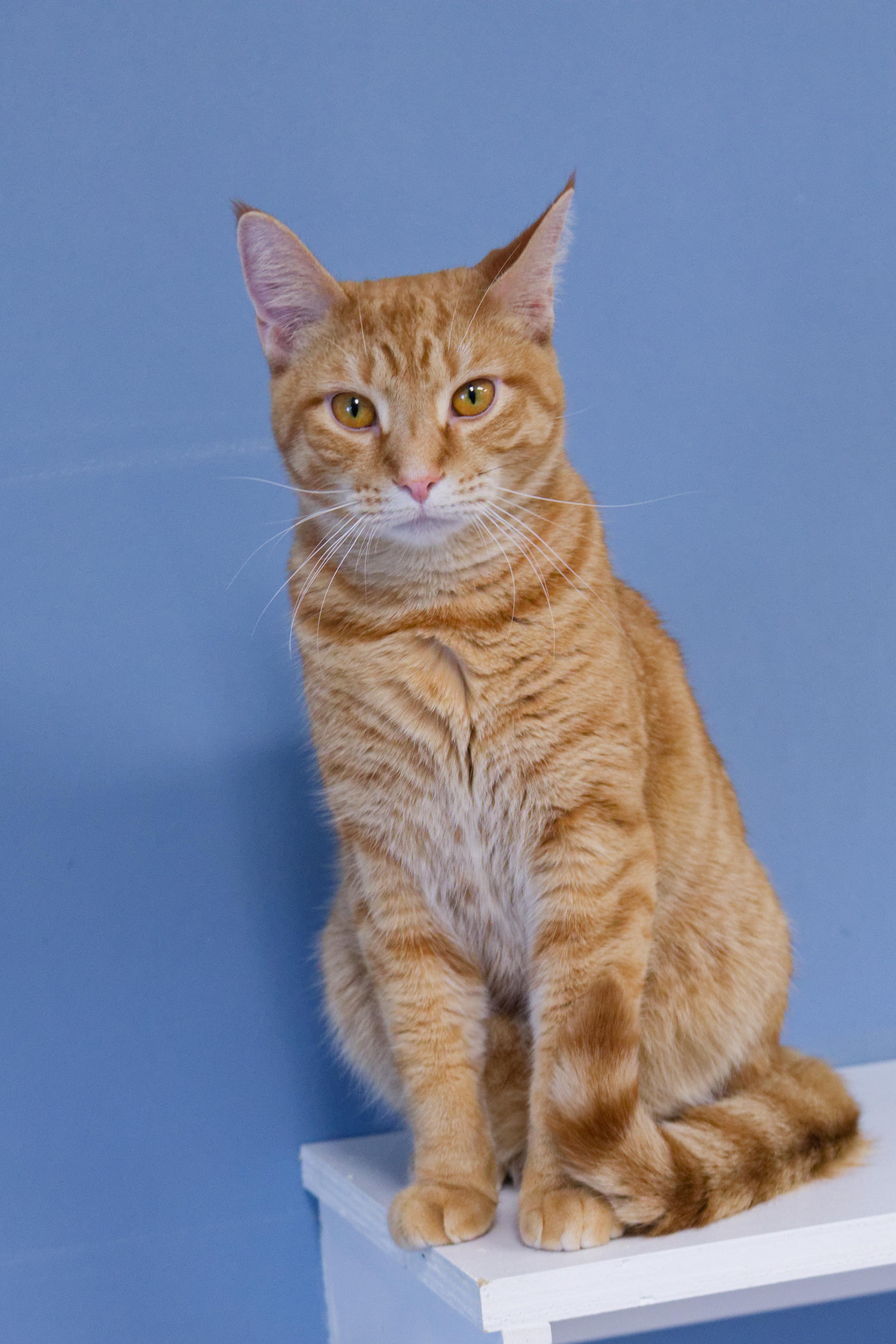 Enlarge Roy, a Adoptable American Shorthair in Urbana, OH image 1/6