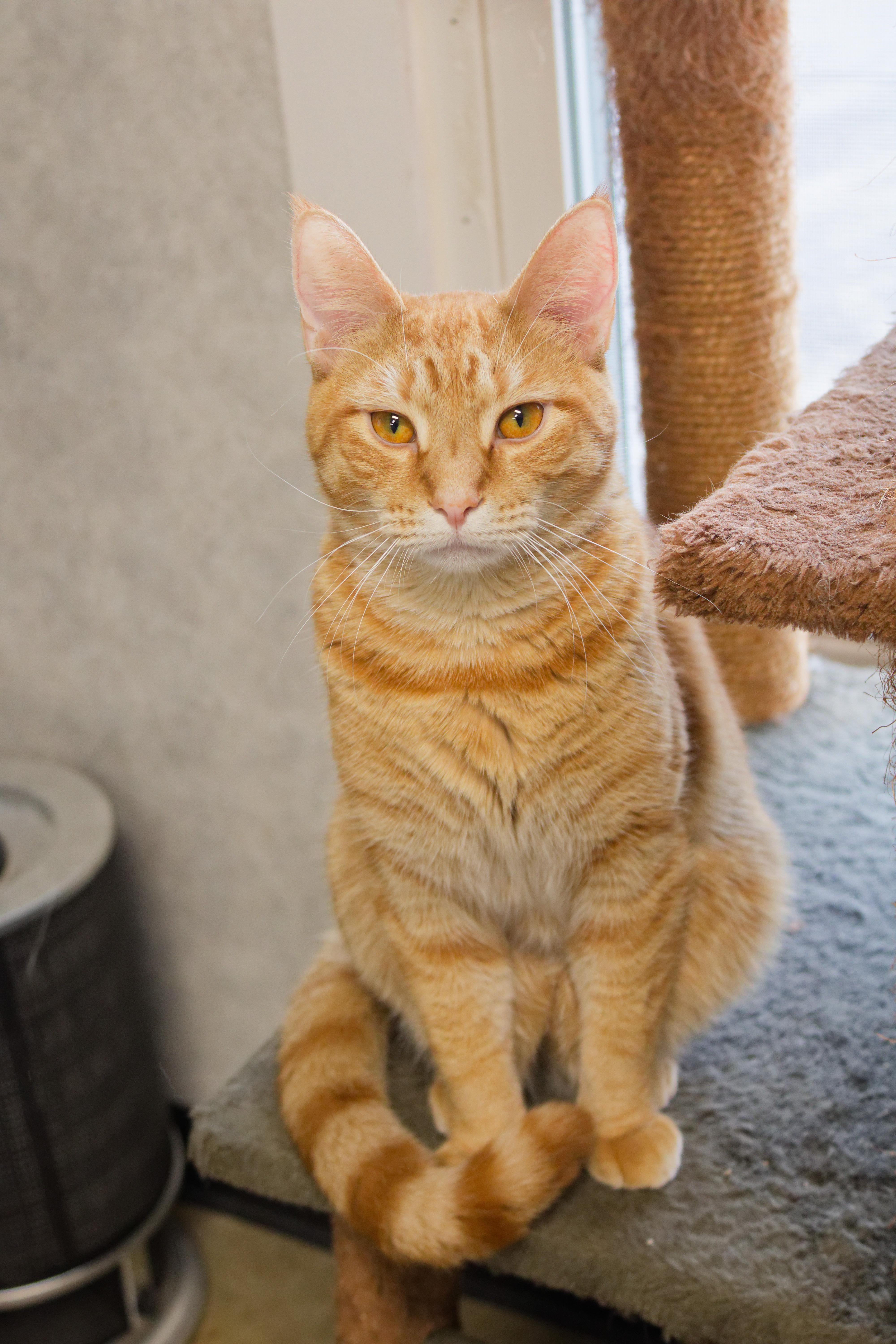 Enlarge Roy, a Adoptable American Shorthair in Urbana, OH image 3/6
