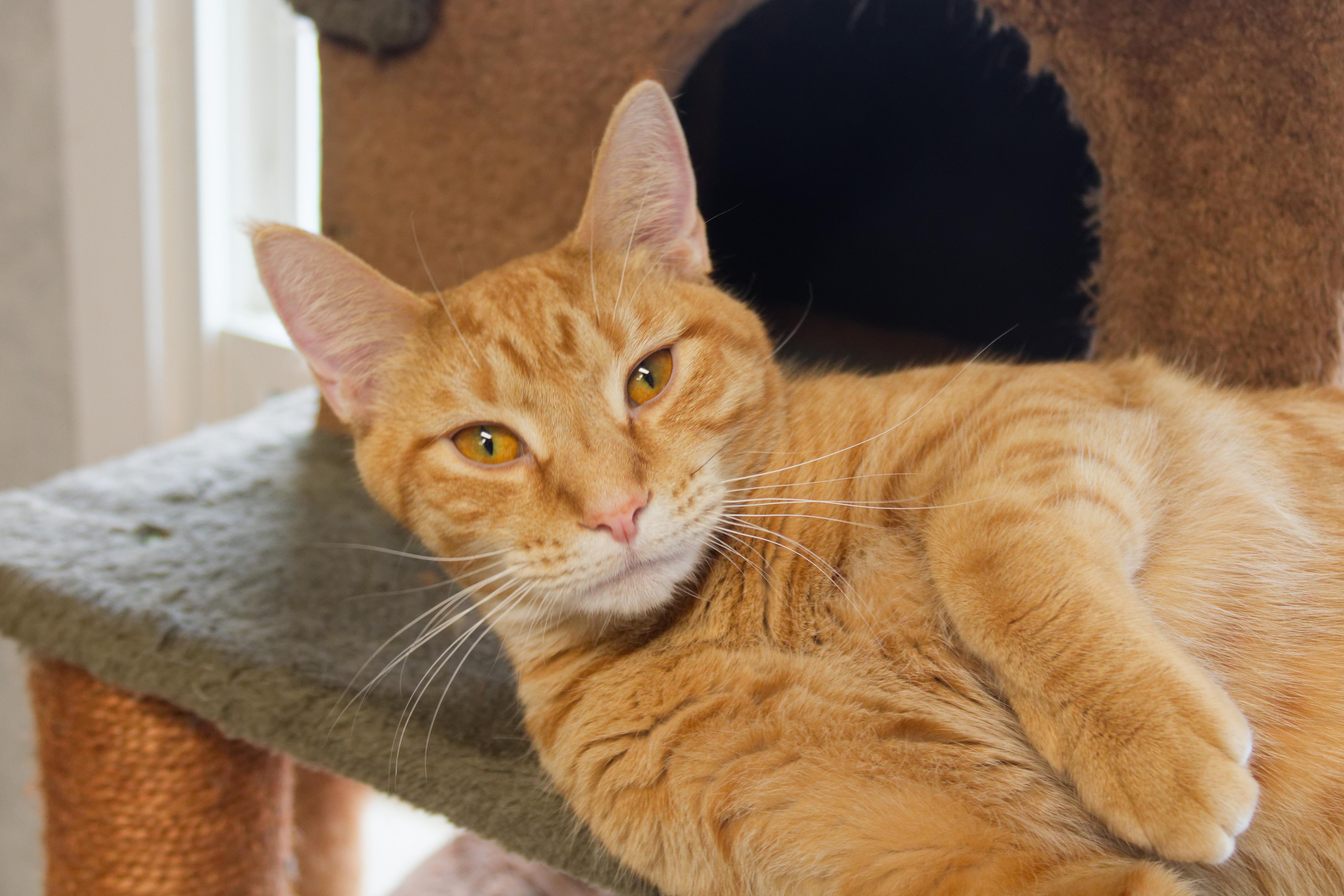 Enlarge Roy, a Adoptable American Shorthair in Urbana, OH image 2/6