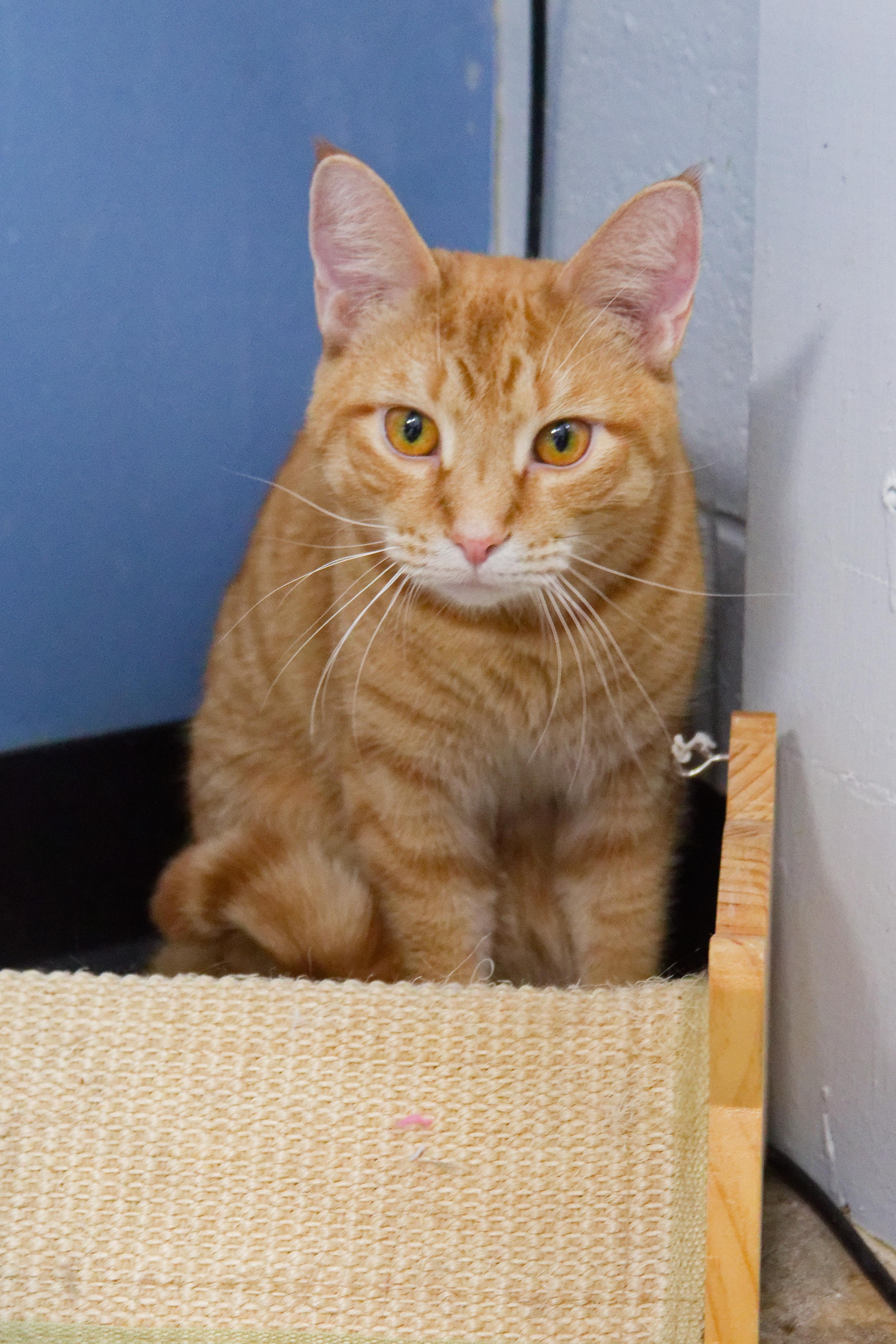 Enlarge Roy, a Adoptable American Shorthair in Urbana, OH image 6/6