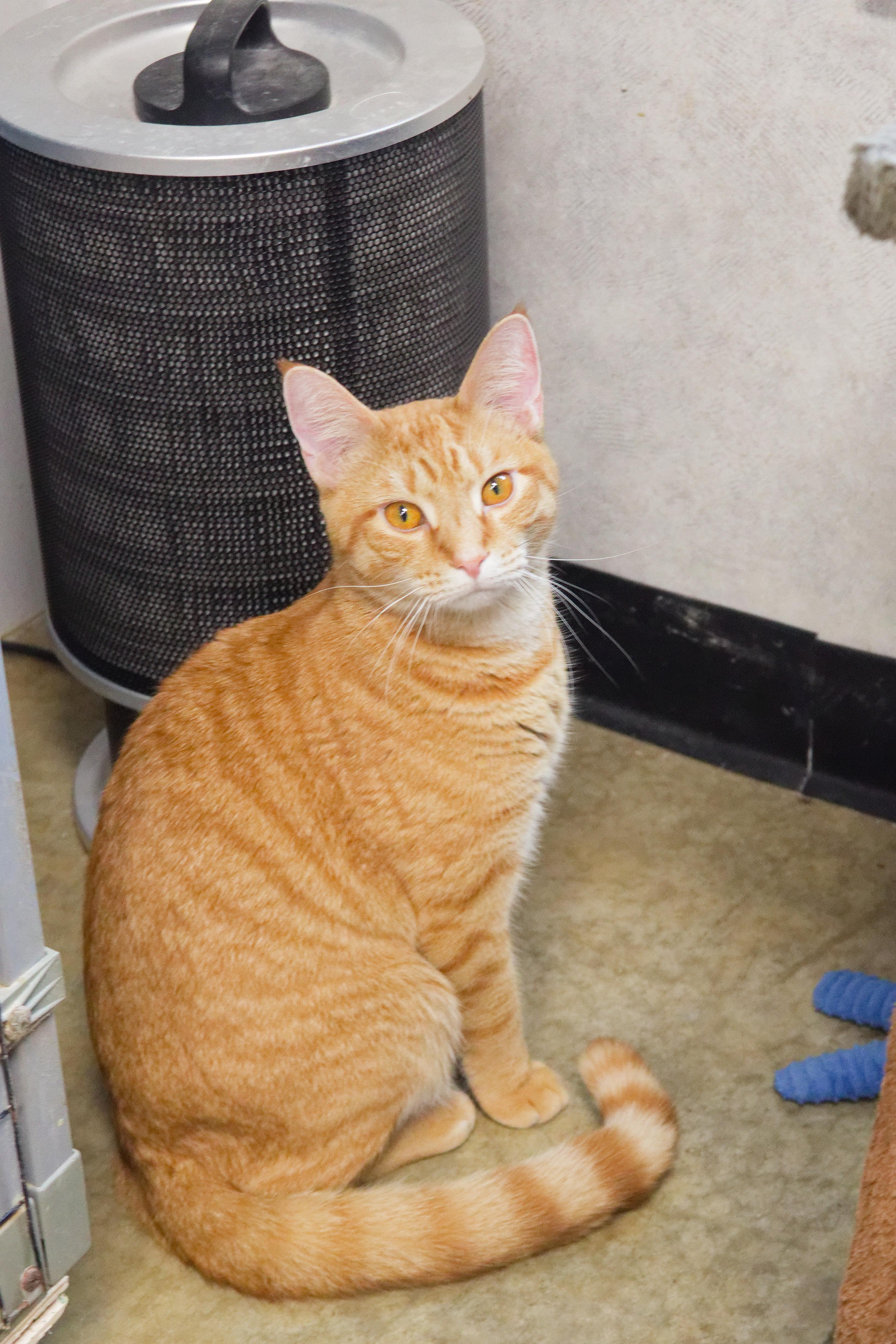 Enlarge Roy, a Adoptable American Shorthair in Urbana, OH image 4/6