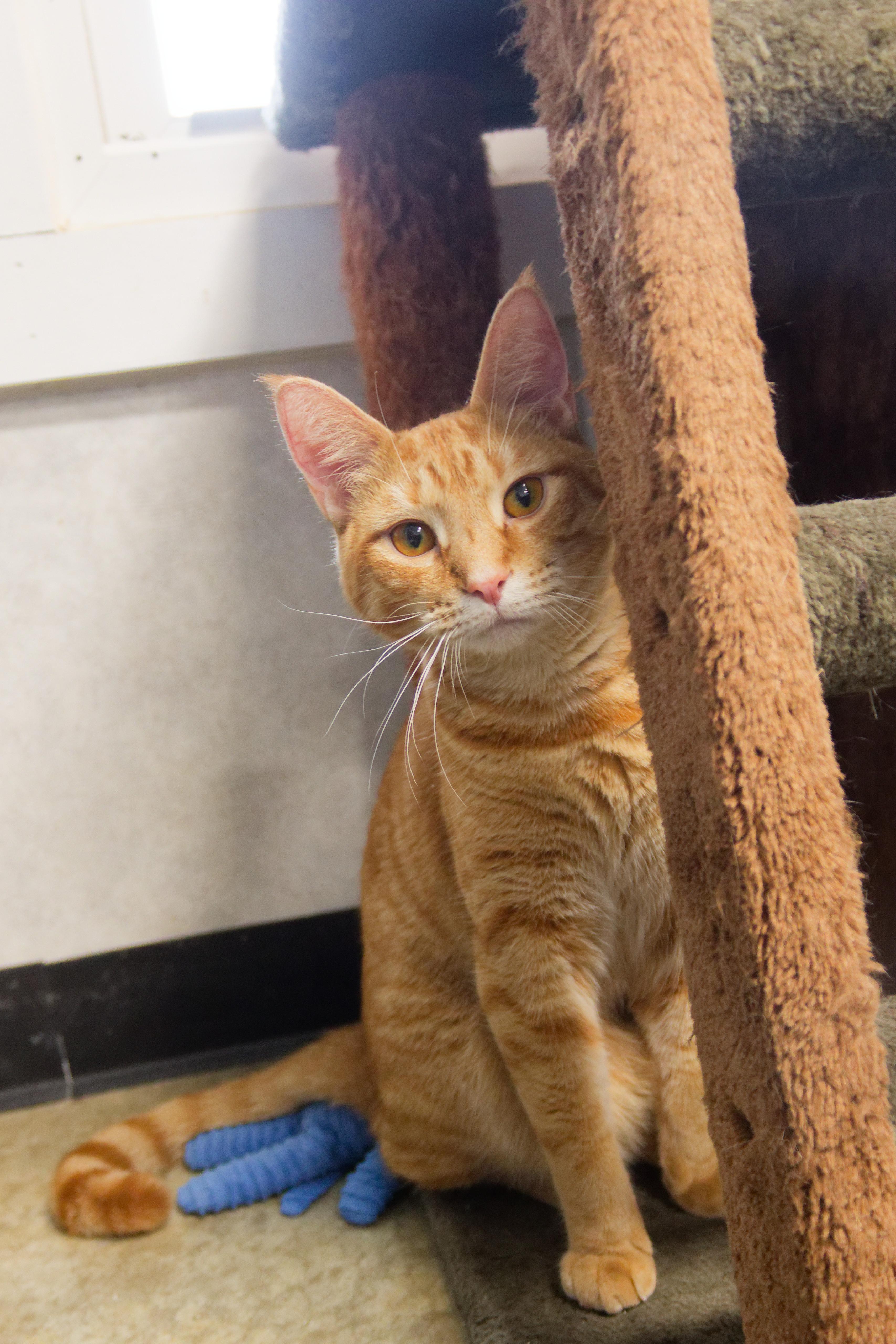 Enlarge Roy, a Adoptable American Shorthair in Urbana, OH image 5/6