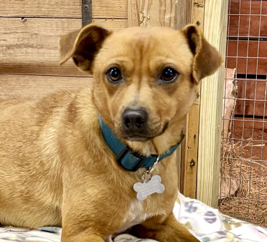 Scooby, adopted, Young Male Feist.