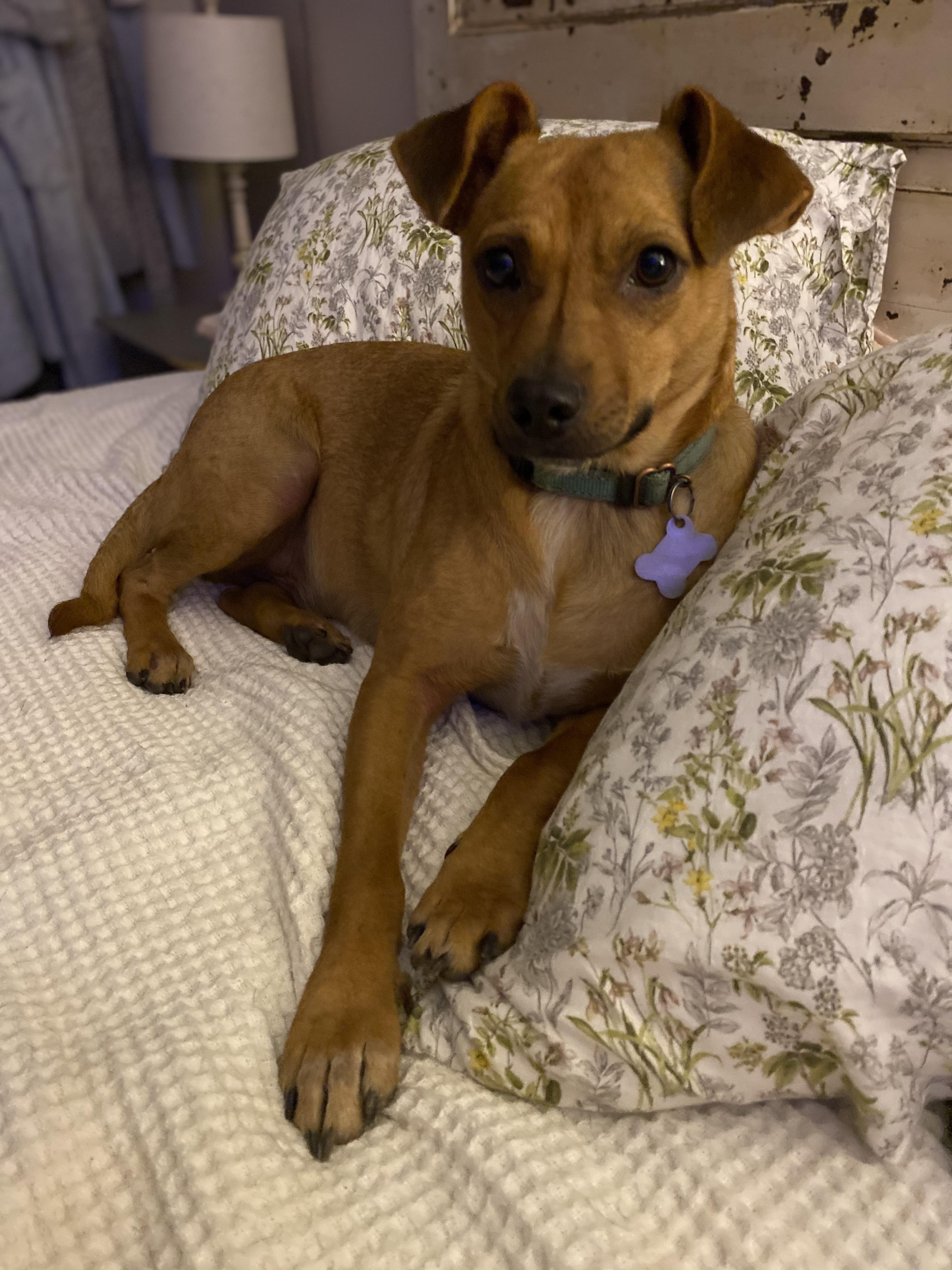 Scooby, an adopted mixed breed in Woburn, MA image 2/5