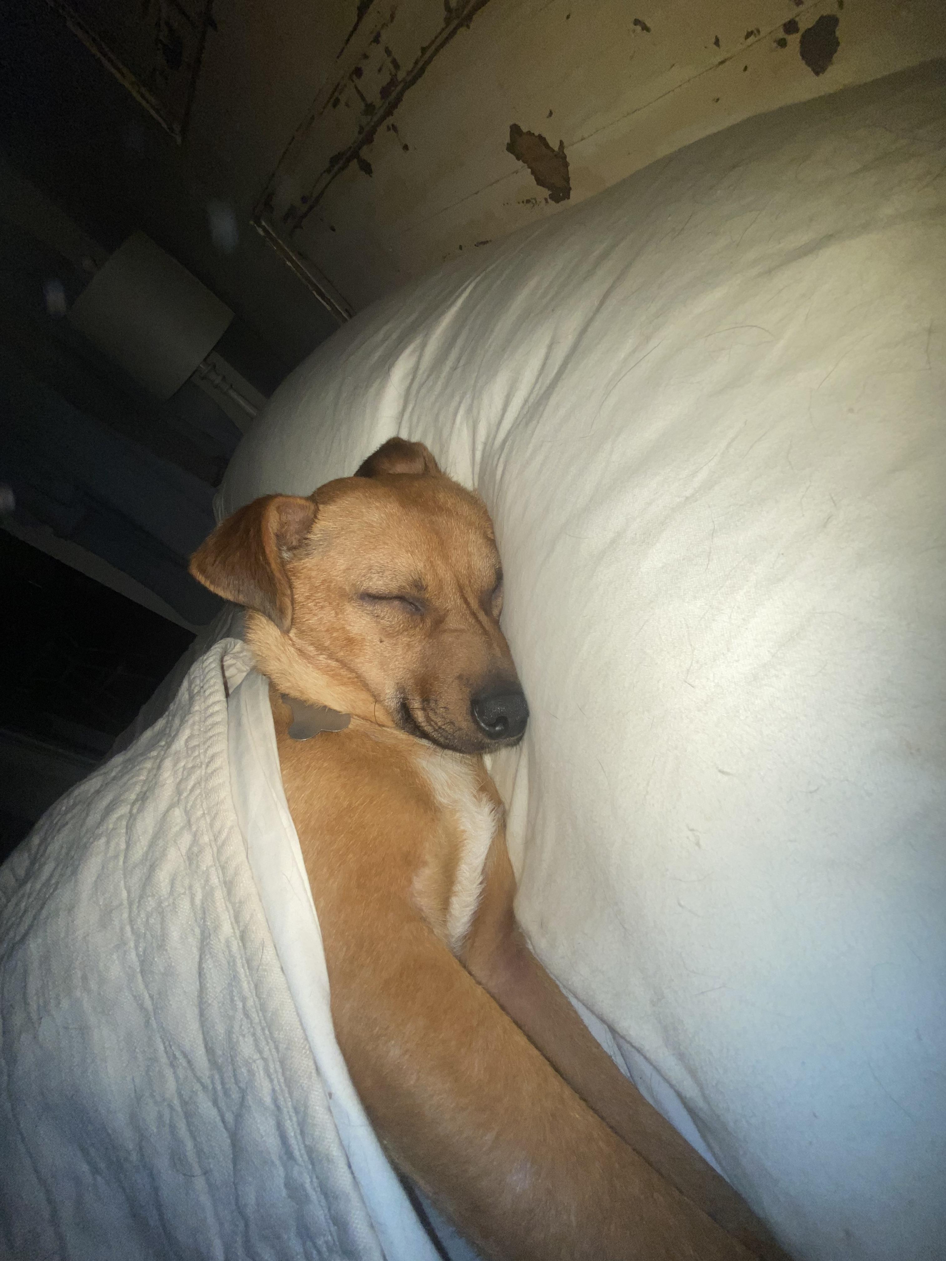 Scooby, an adopted mixed breed in Woburn, MA image 3/5