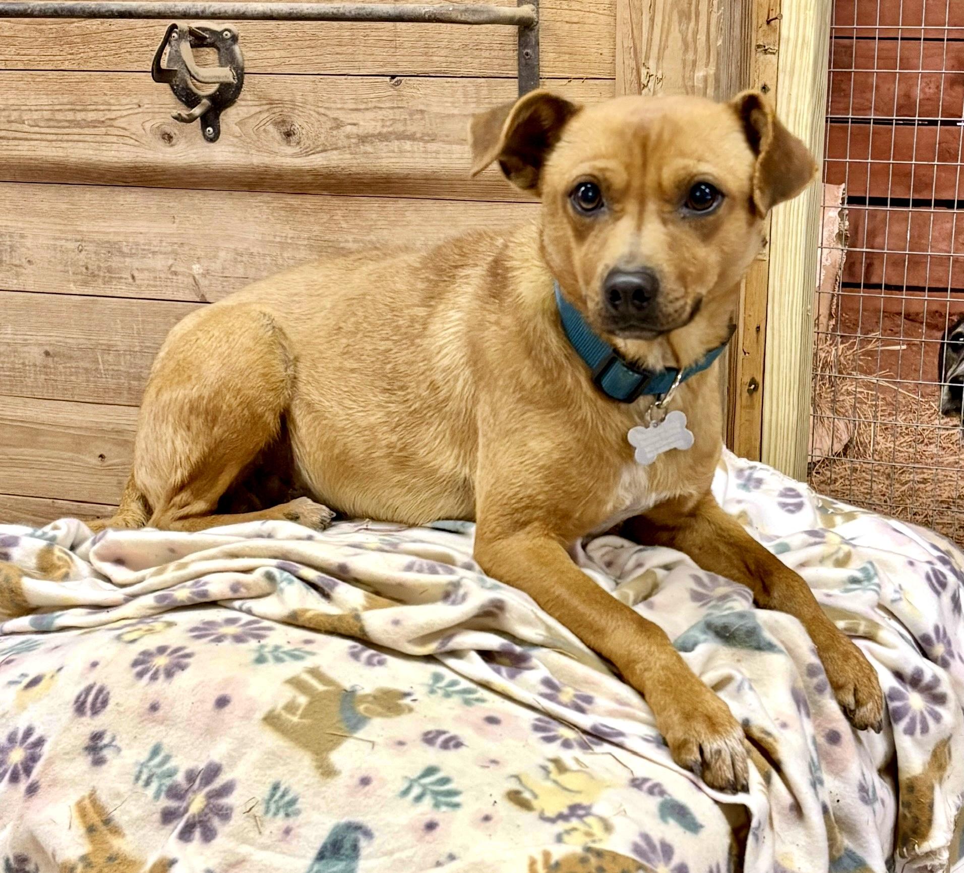 Scooby, an adopted mixed breed in Woburn, MA image 5/5