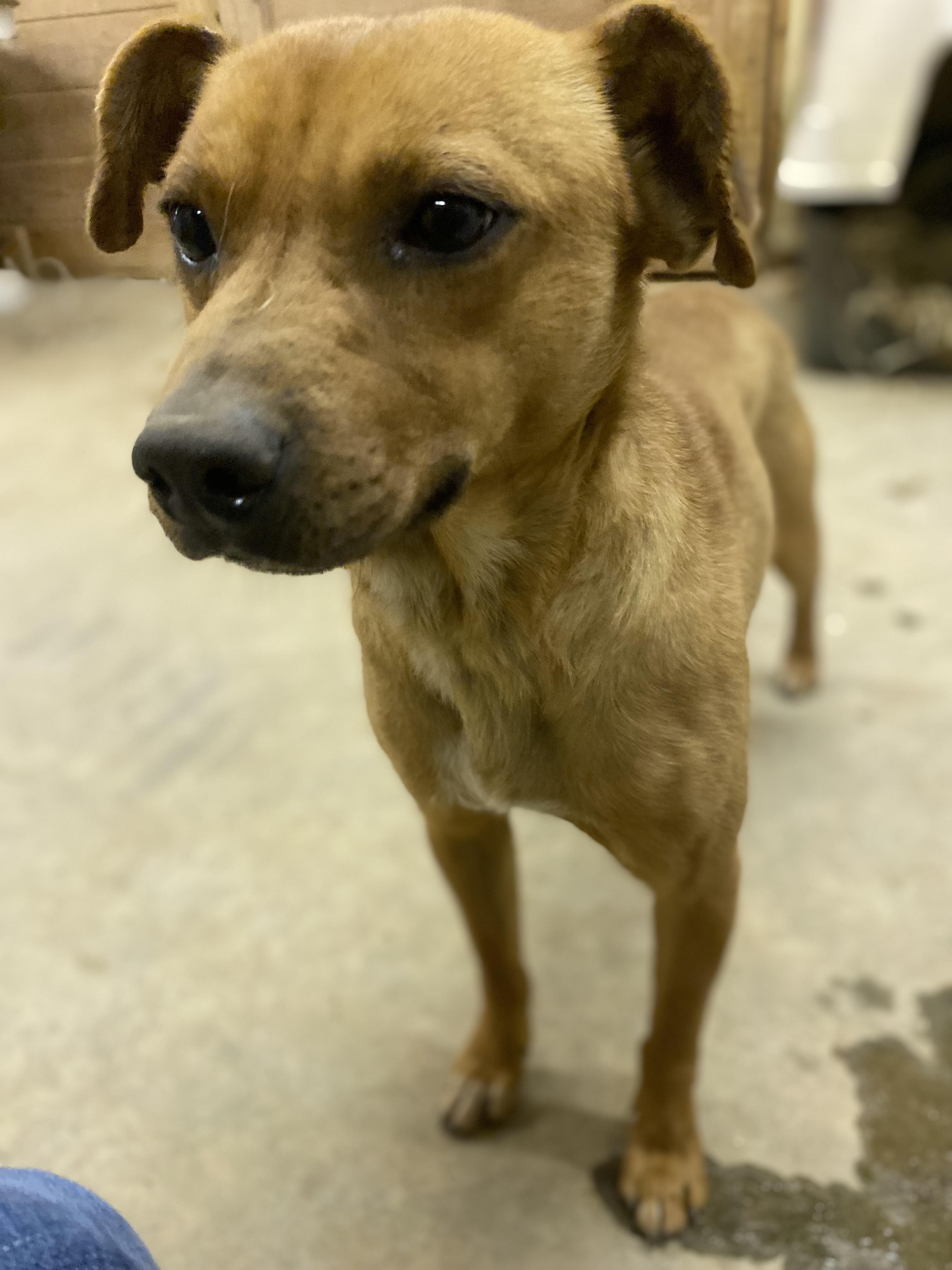 Scooby, an adopted mixed breed in Woburn, MA image 4/5