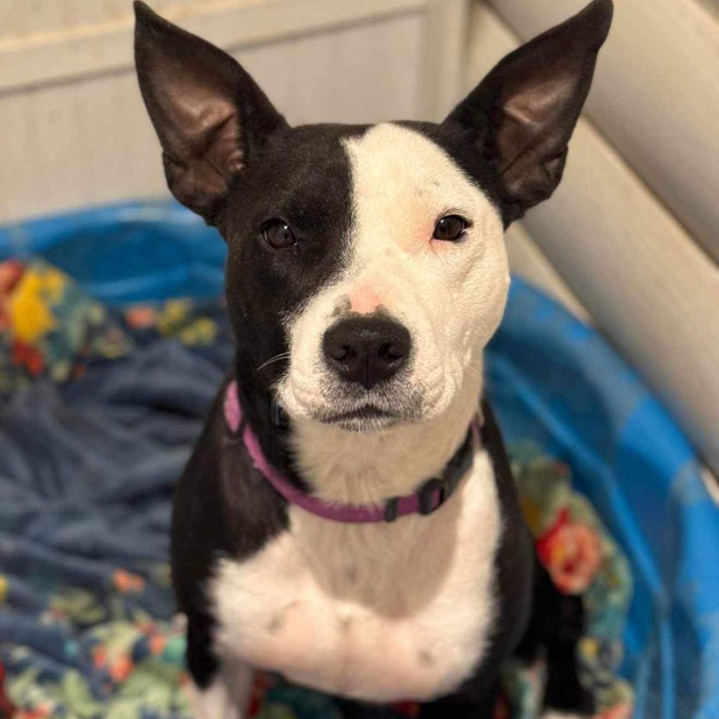 Violet, Adoptable, Adult Female Boston Terrier & Mixed Breed.
