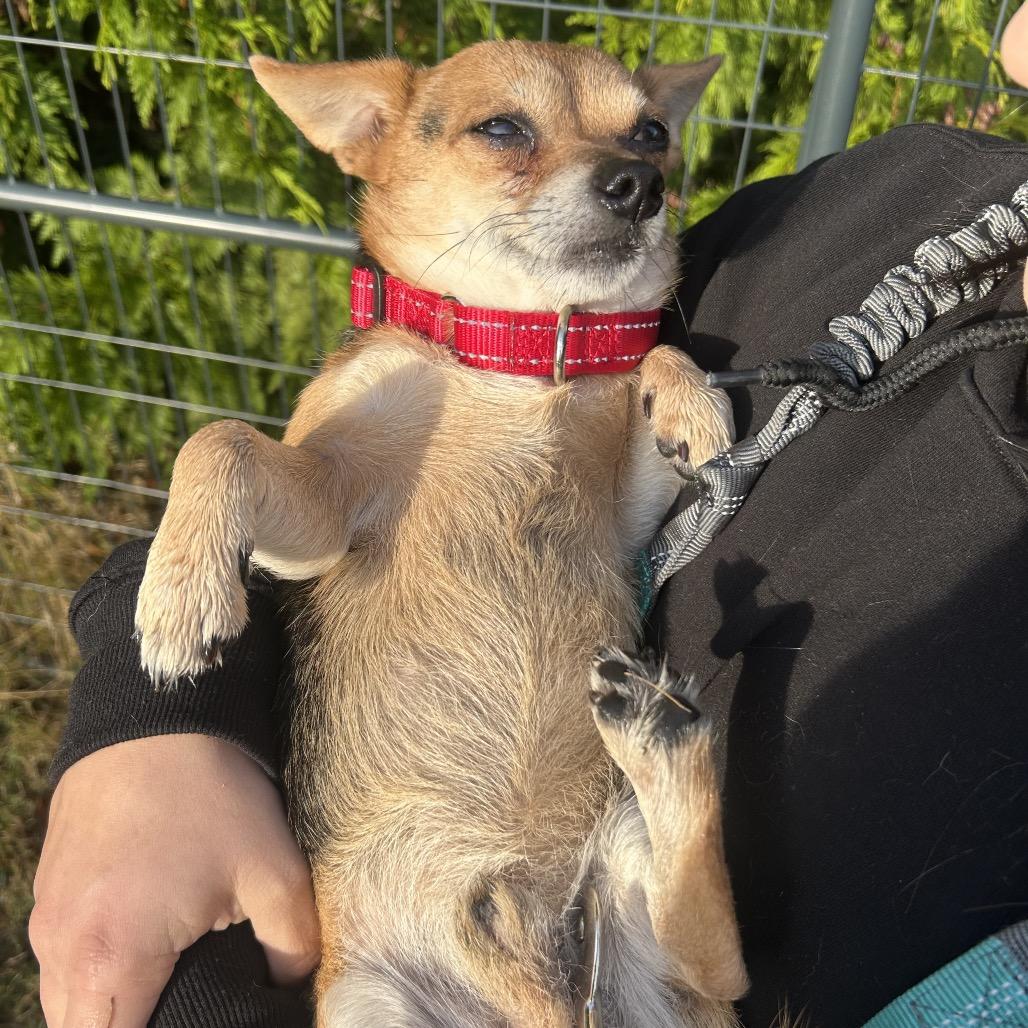 Brutus, Adoptable, Adult Male Chihuahua.