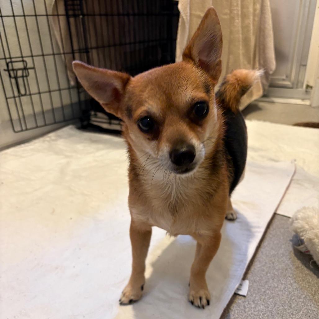 Enlarge Brutus, a Adoptable Chihuahua in Port Angeles, WA image 2/2