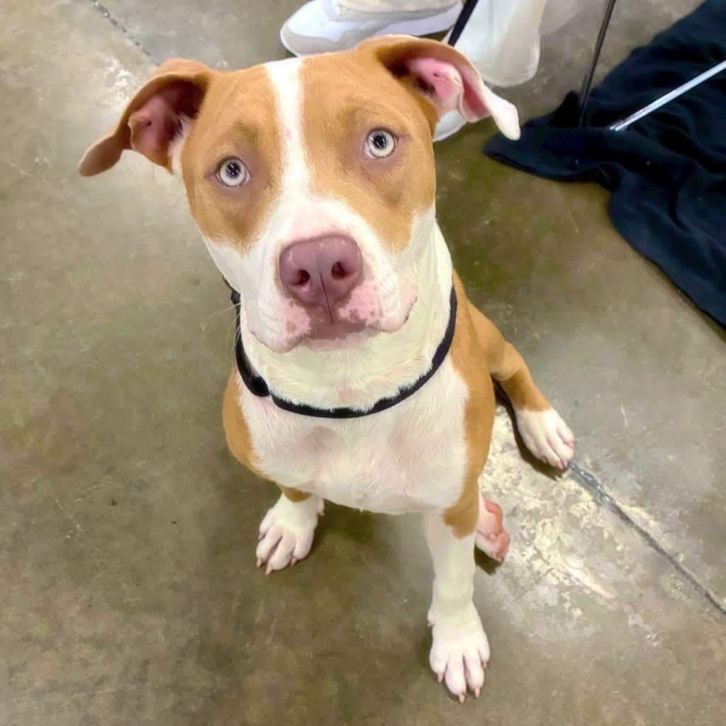 Frannie, Adoptable, Young Female Terrier & Mixed Breed.