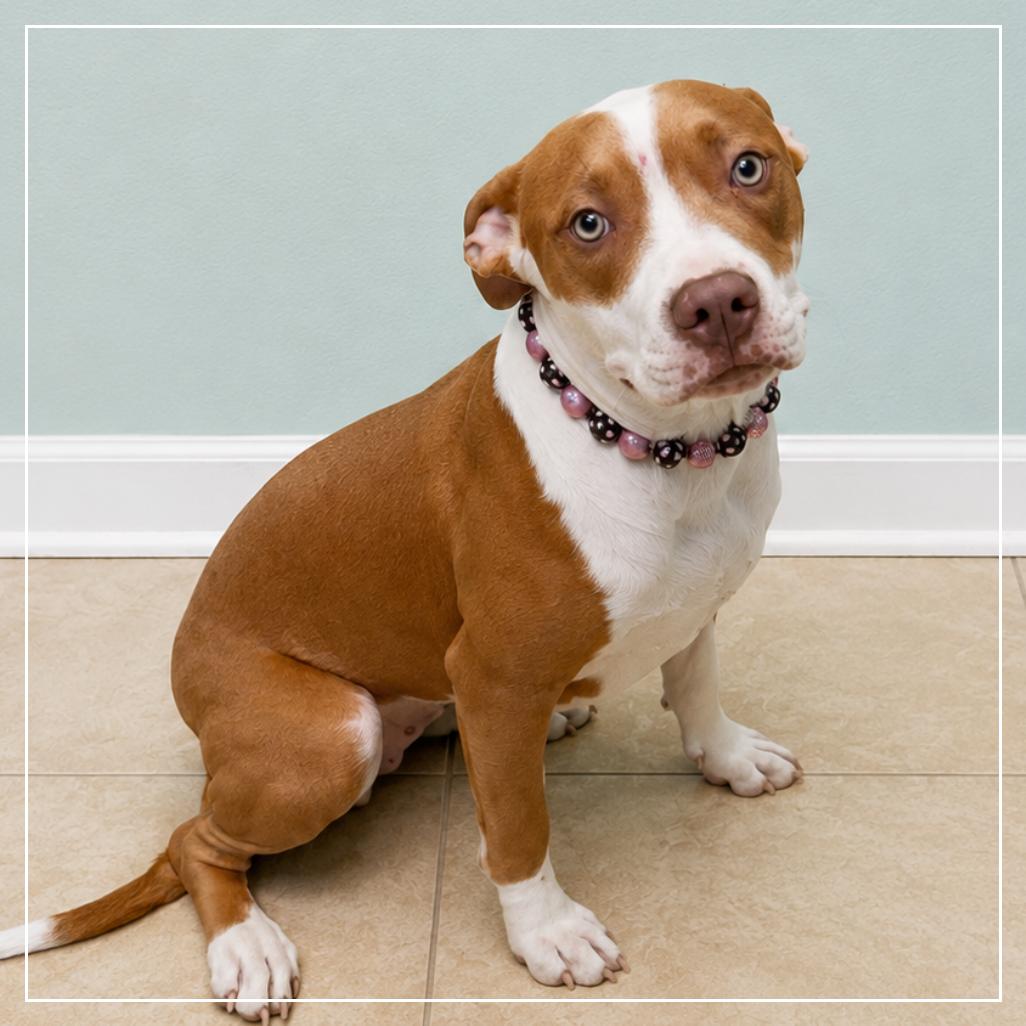 Enlarge Frannie, a Adoptable mixed breed in Little Rock, AR image 1/6
