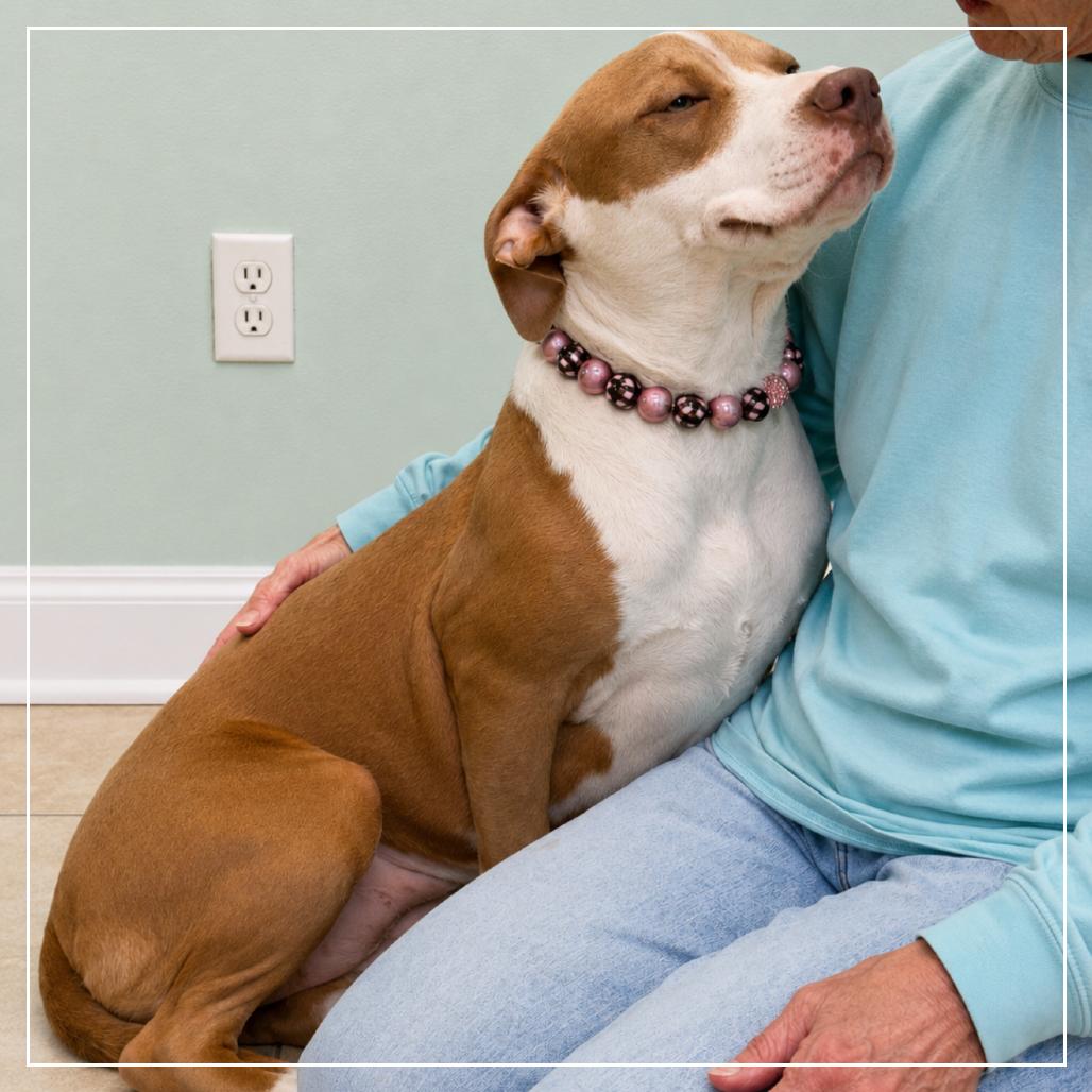 Enlarge Frannie, a Adoptable mixed breed in Little Rock, AR image 2/6