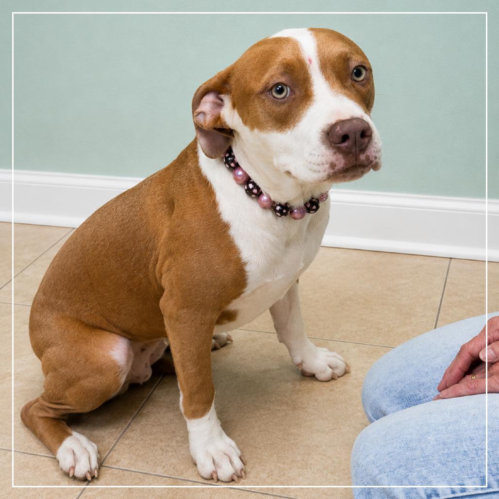 Enlarge Frannie, a Adoptable mixed breed in Little Rock, AR image 3/6