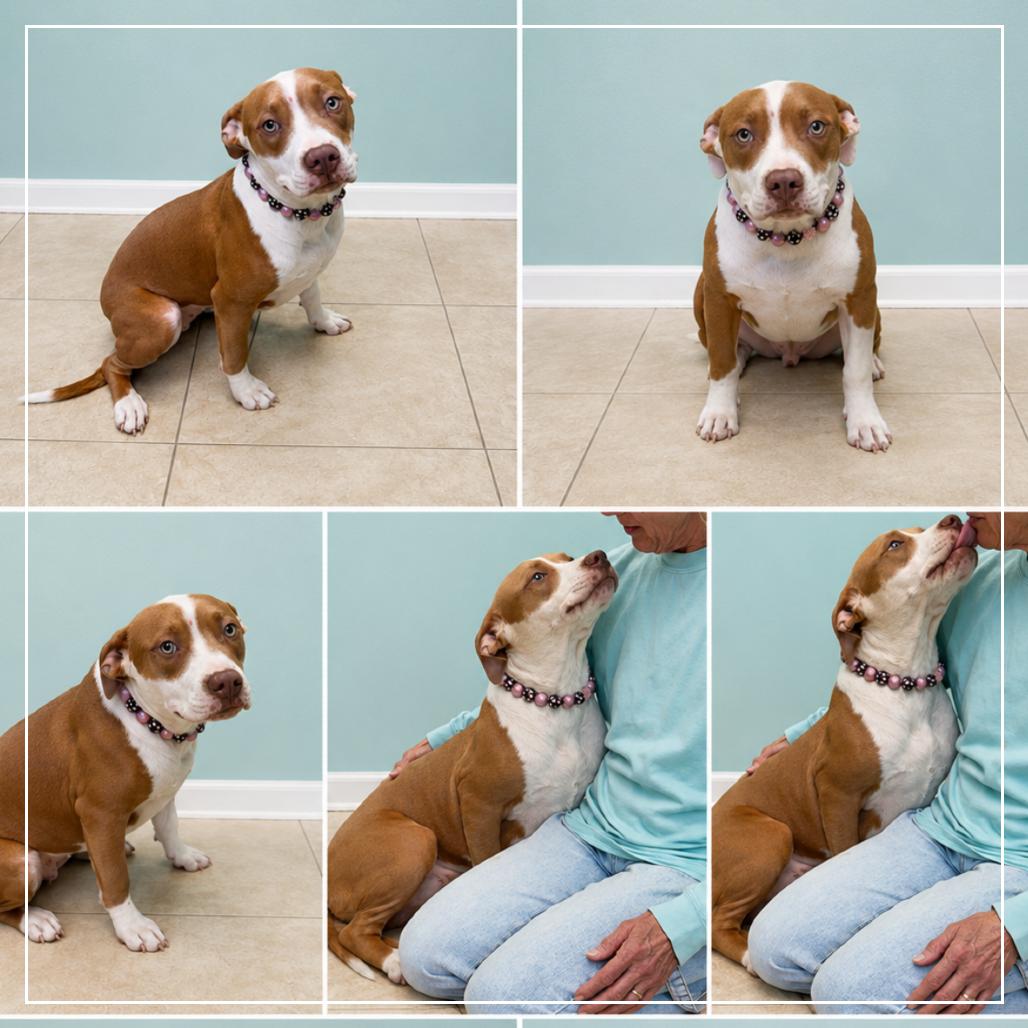 Enlarge Frannie, a Adoptable mixed breed in Little Rock, AR image 4/6