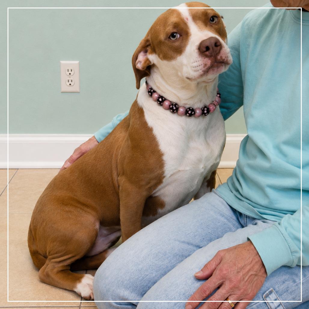 Enlarge Frannie, a Adoptable mixed breed in Little Rock, AR image 5/6