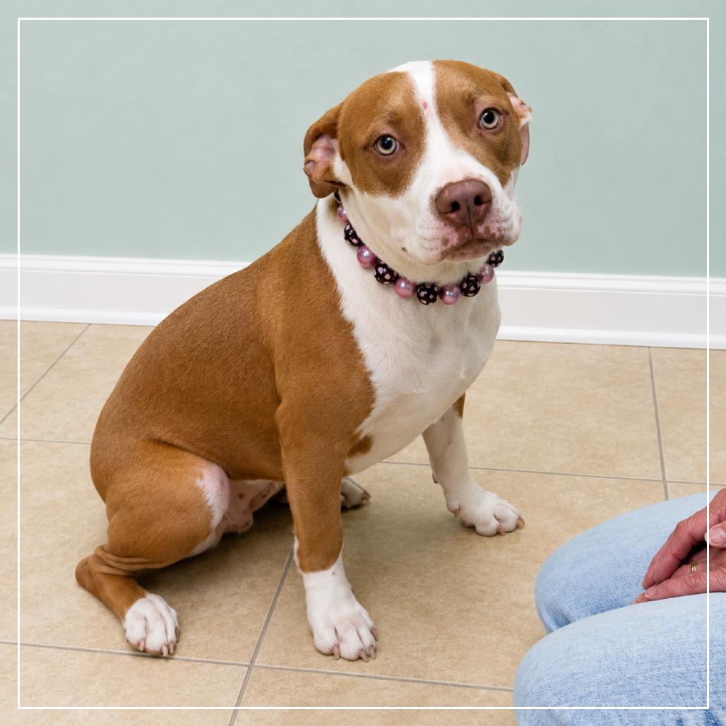 Enlarge Frannie, a Adoptable mixed breed in Little Rock, AR image 6/6