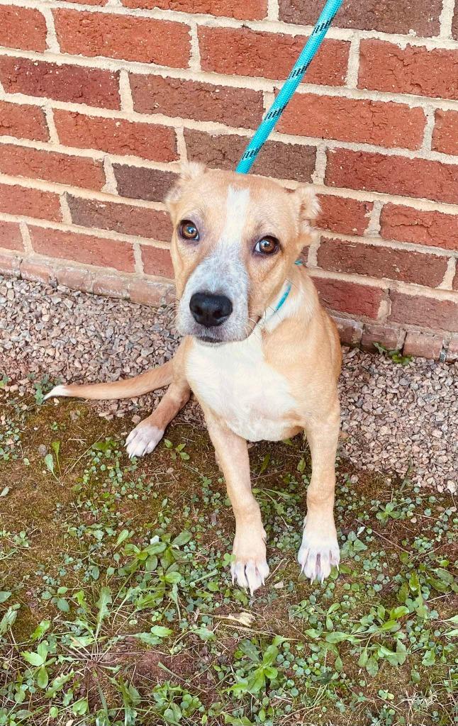 Enlarge ELY, a Adoptable mixed breed in Warrenton, NC image 1/4