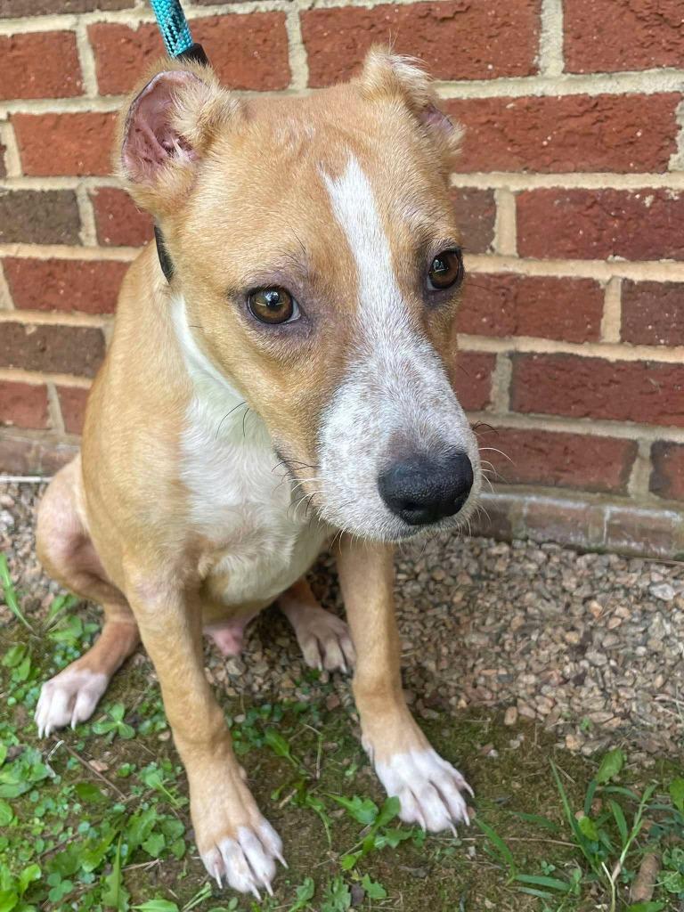 Enlarge ELY, a Adoptable mixed breed in Warrenton, NC image 2/4