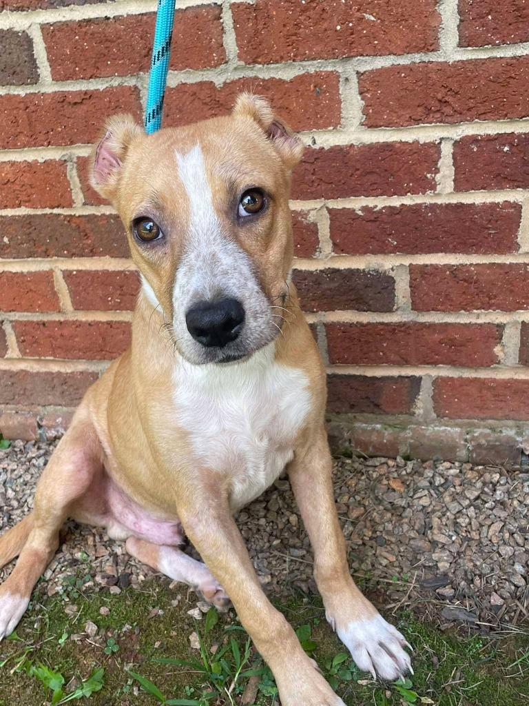 Enlarge ELY, a Adoptable mixed breed in Warrenton, NC image 3/4