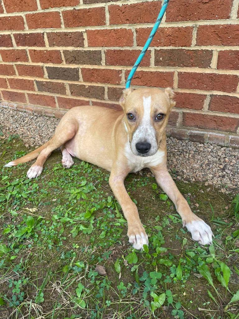 Enlarge ELY, a Adoptable mixed breed in Warrenton, NC image 4/4