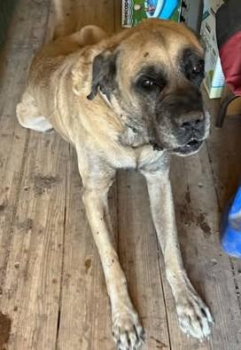 Finn, Adoptable, Senior Male Mastiff.