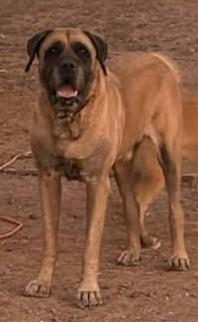 Finn, a Adoptable Mastiff in Chino valley, AZ image 2/3