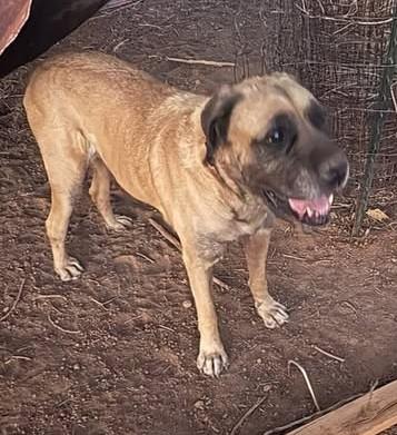 Finn, a Adoptable Mastiff in Chino valley, AZ image 3/3