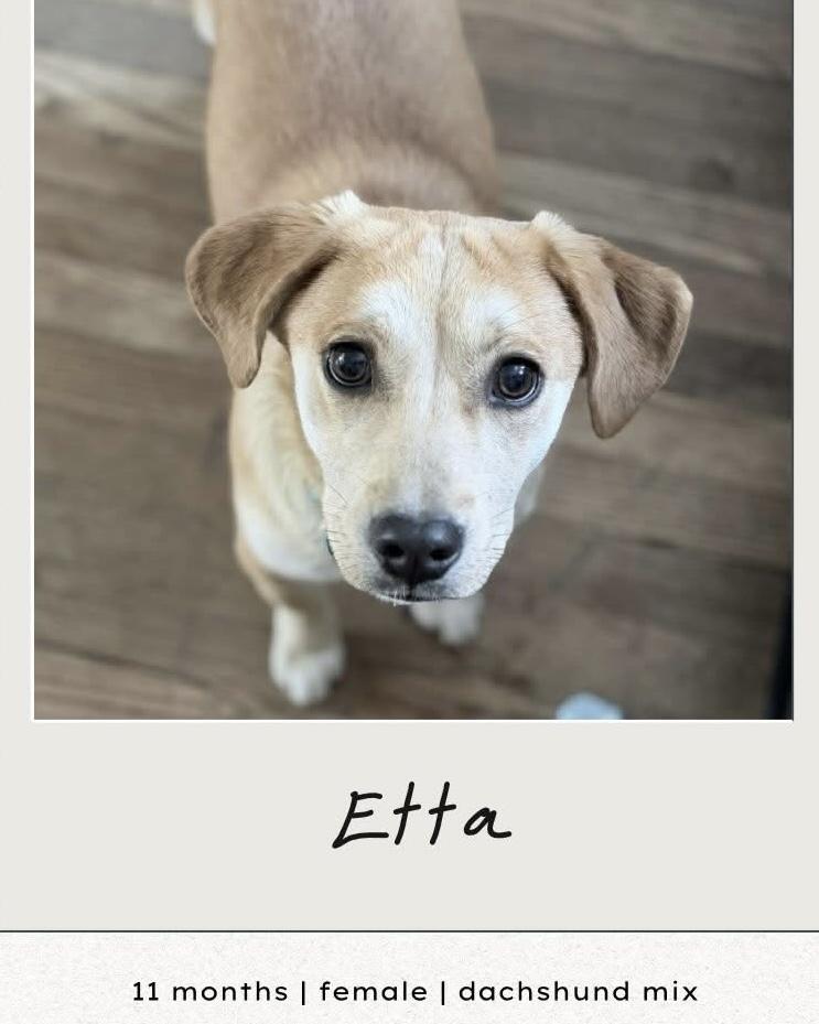 Enlarge Etta, an adopted mixed breed in Highland, NY image 2/3