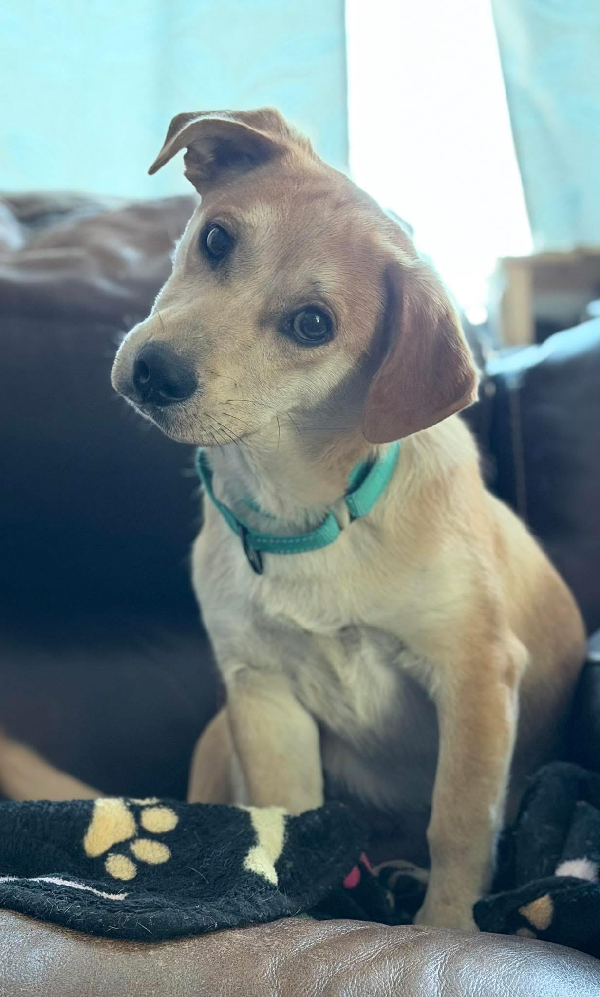 Etta, adopted, Puppy Female Dachshund.