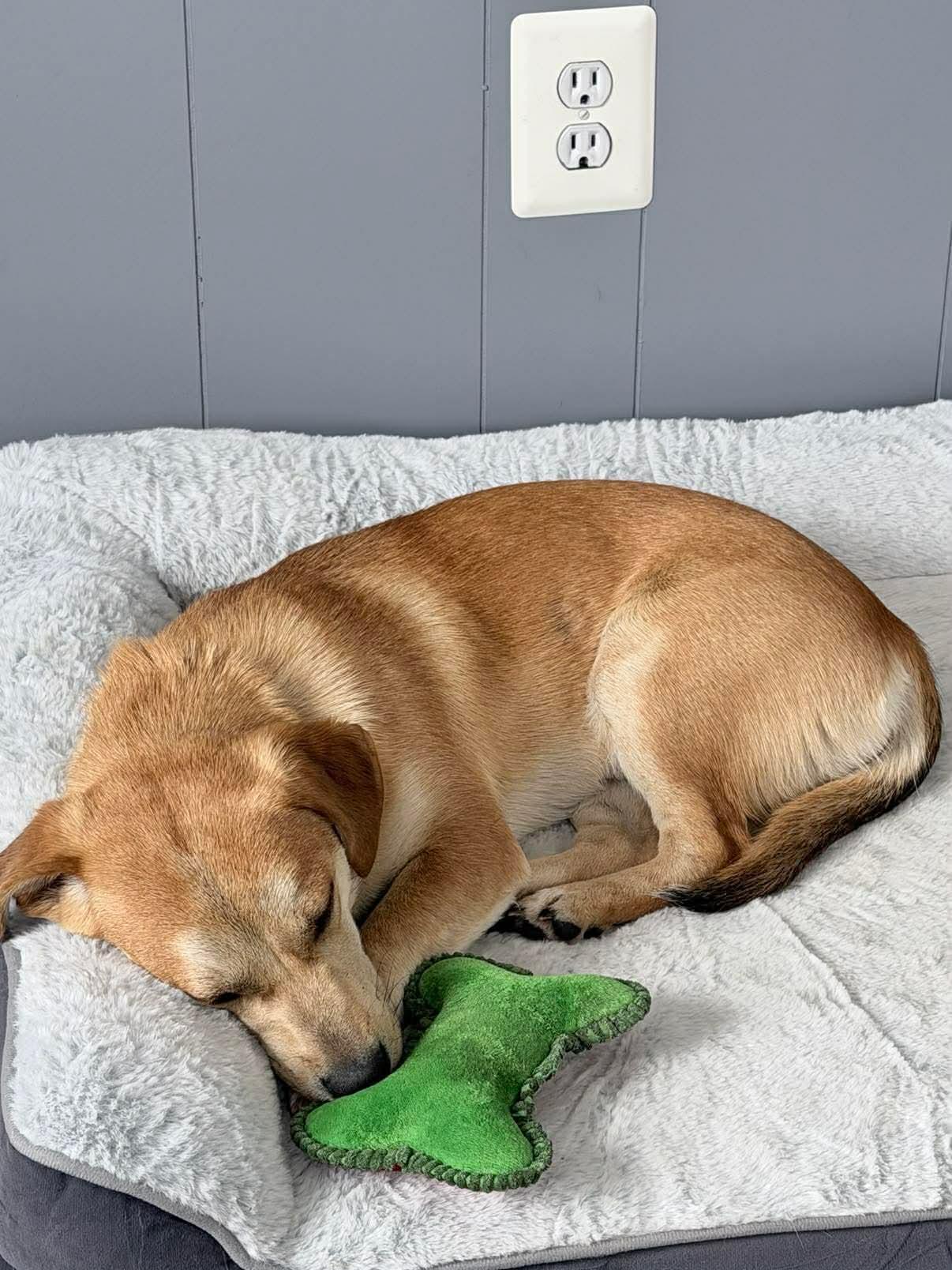 Enlarge Etta, an adopted mixed breed in Highland, NY image 3/3