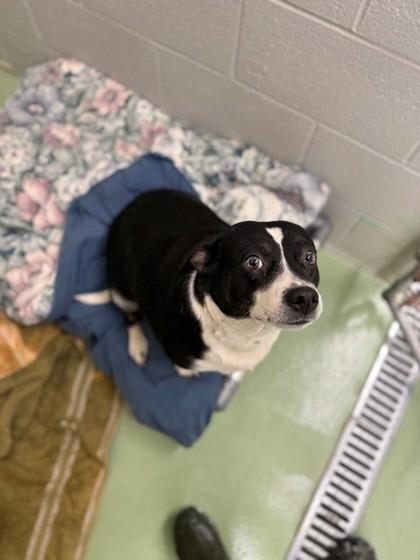 Enlarge Nora, an adoptable Mixed Breed in Bellaire, MI image 1/1