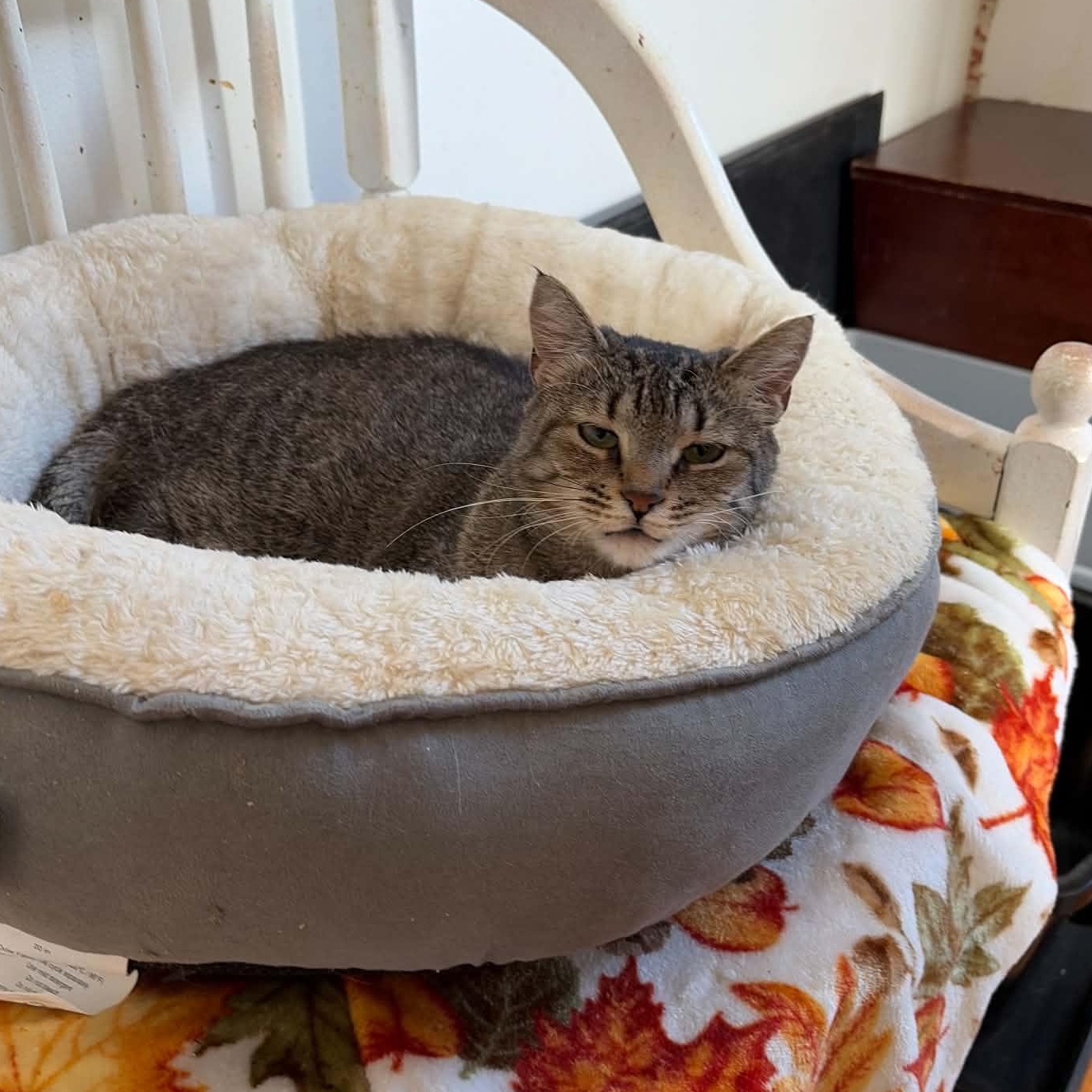 Yvette (pocket sized senior), Adoptable, Senior Female Tabby.